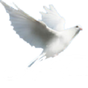 atouchabovedoves.com