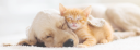 ANIMAL URGENT CARE, INC. logo