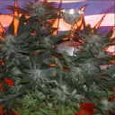 BC Bud Depot