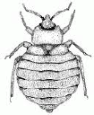 BED BUGS