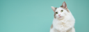Billings Bridge Animal Hospital logo