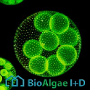 bioalgae.es