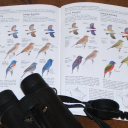 birderslibrary.com Invalid Traffic Report