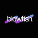 blowfishdigital.in