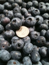 blueberries4you.com