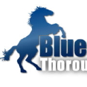 bluebloodthoroughbreds.com.au