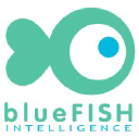 bluefishintelligence.com