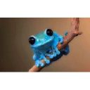 Blue Frog Communications