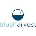 blueharvestcbd.com