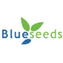 blueseeds.com.br