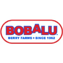 Bobalu Berries