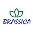 brassicahospitality.com