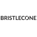 Bristlecone