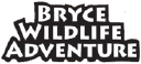 Bryce Wildlife Adventure