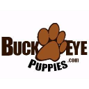 Buckeye Puppies