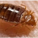 Budget Pest Control Inc.