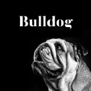bulldogstudio.es