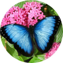 butterflyworld.com