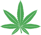 Buyweedforsale
