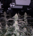 Captains Cannabis Portland Logo