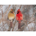 Red Bird Transport Logo