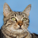 catlovesbest.com