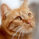 Catoq - Cat Supplies