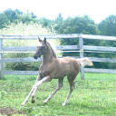 Catskill Horse
