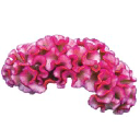 Celosia Therapeutics