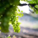 DOMAINE DE CAZENEUVE