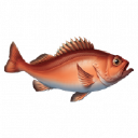 chesapeakefish.com