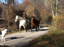 EARL LA FERME LEON NINETTE
