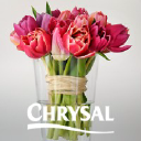 chrysalusa.com