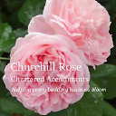 Churchill Rose
