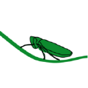 cicadelle.org