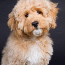 Citipups