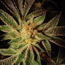 Hella Dank  Seed Co.