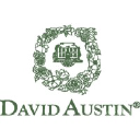 david austin roses