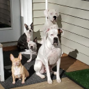 Deaf Dogs Rock