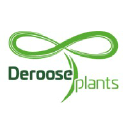 derooseplants.com