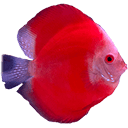 Discus Madness