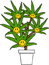 The Dispensary of Saddle Brook Logo