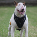 dog-harnesses-store.co.uk logo icon
