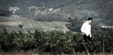 VINS & VIGNOBLES DOMINIQUE PIRON