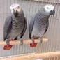 Company logo for dreamparrotshome.com
