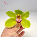 earthlyorchids.com