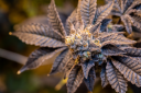 Elevate Maine - Medical Cannabis Logo