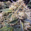 Entirecannabis