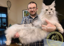 EuroCoons - Maine Coon Kittens - Maine Coon Cats