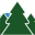Evergreen